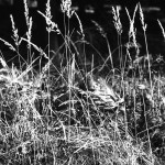 Pushen, Pullen und der neue SPUR VarioSpeed-3